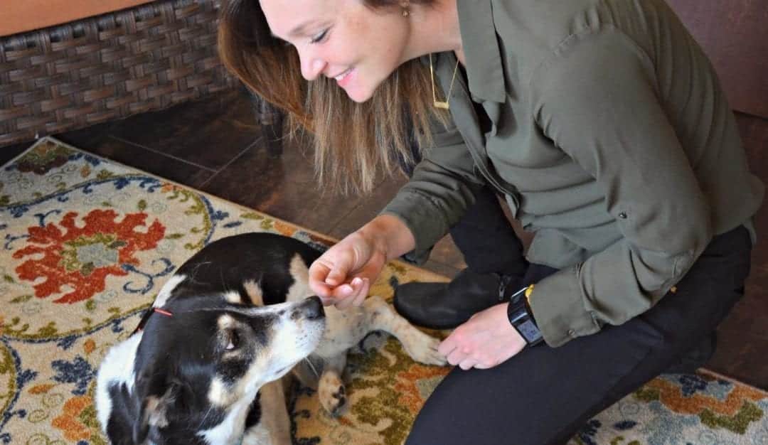 A woman in a green shirt kneels on a patterned rug, smiling as she gives a treat to her black and white dog with a red bandana. The aspiring veterinarian enjoys these moments as the dog looks up at her appreciatively.