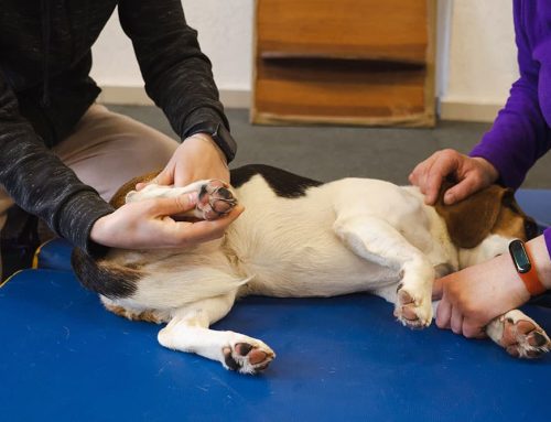 The Role of Physical Therapy in Post-Surgery Recovery for Dogs