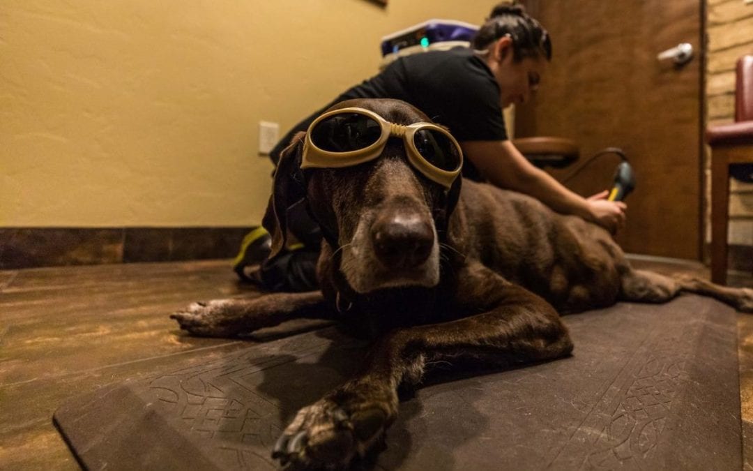 A brown dog wearing protective goggles lies on a mat as a vet kneels behind it, using a device on the dog's back. The setting appears to be an indoor room with warm lighting and wooden accents.