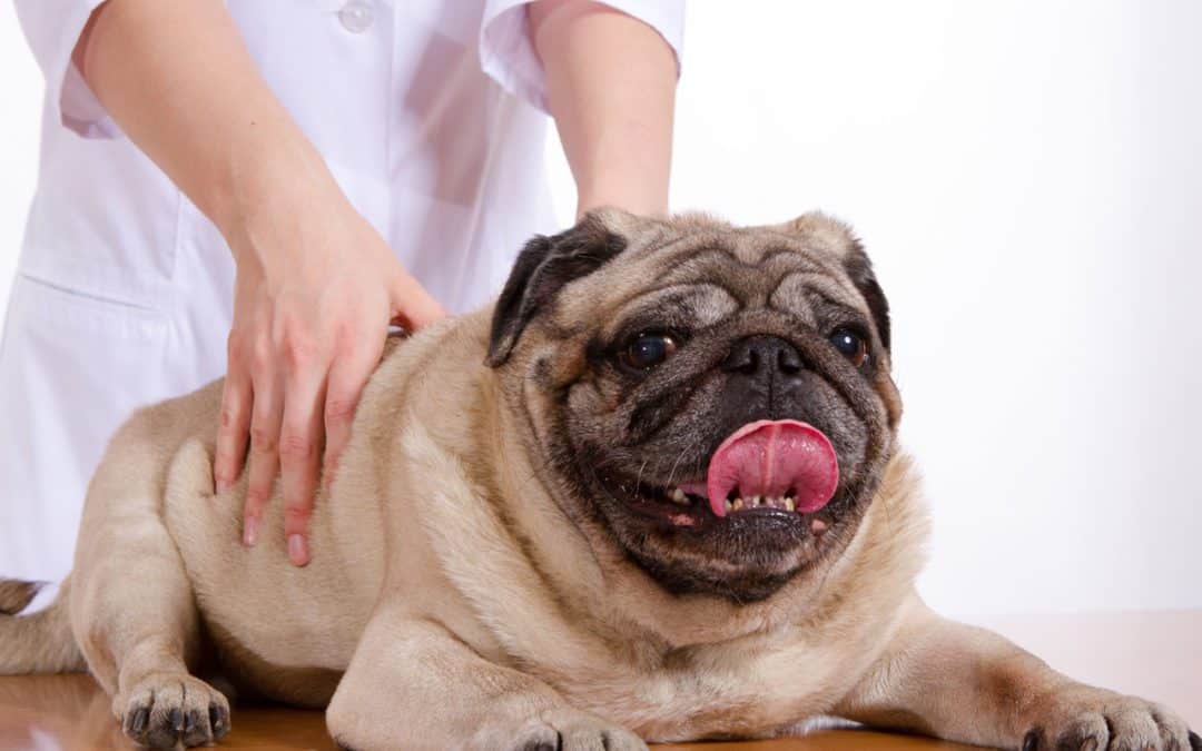 A pug lies on a table with its tongue out, appearing relaxed as a veterinarian gently massages its back. The hands, clad in a white coat, move expertly across the dog's fur against the plain white background.