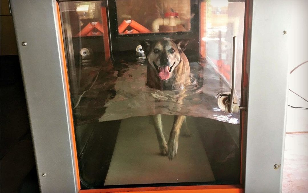 A dog is walking on an underwater treadmill inside a transparent enclosure at the veterinarian's clinic. The water level reaches its chest, and the dog appears content with its tongue out. The machine, used by the vet for therapy, has orange and black elements.