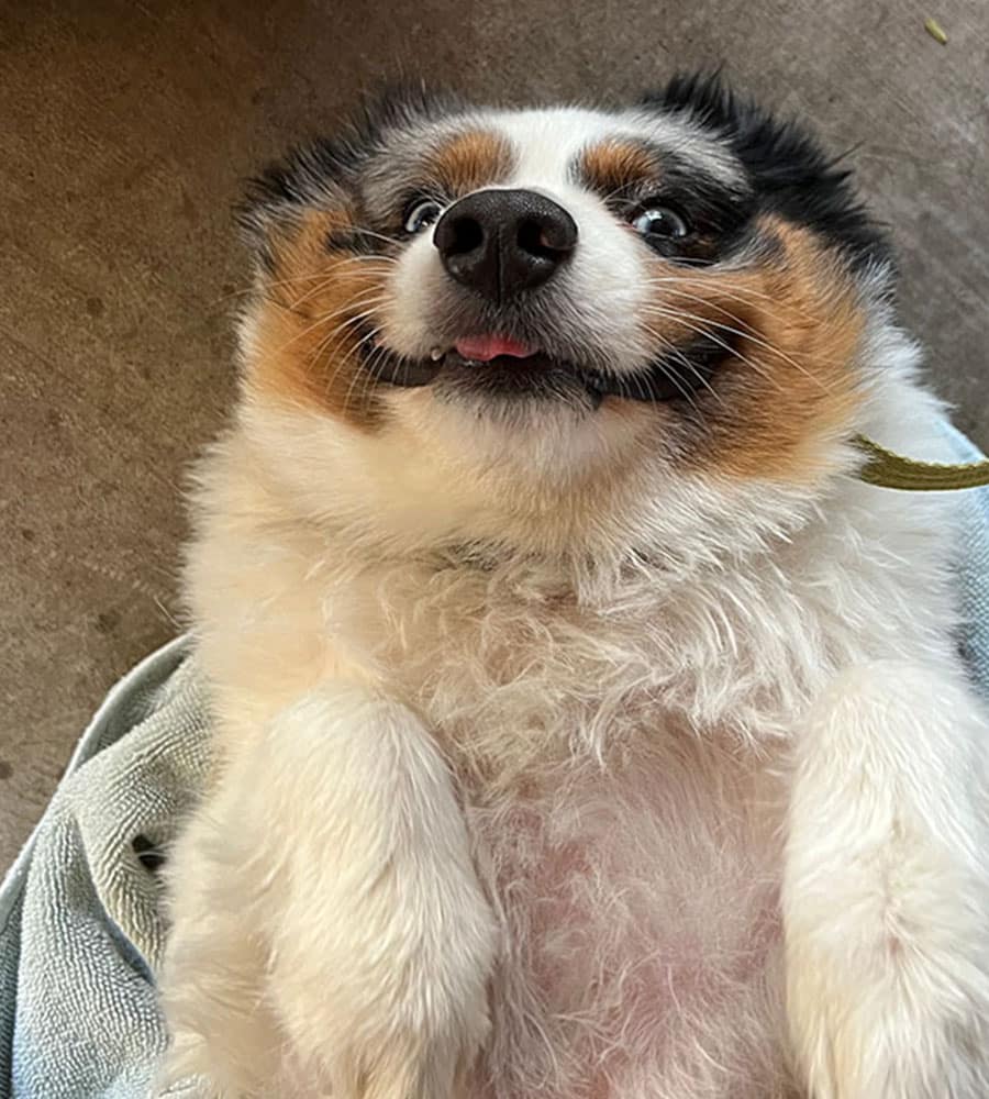 A fluffy dog lies on its back with wide eyes and tongue slightly out, appearing playful and happy. Its fur is a mix of black, white, and brown. The cheerful pup is lounging on a blanket while facing the camera, undoubtedly charming enough to win over any vet's heart.