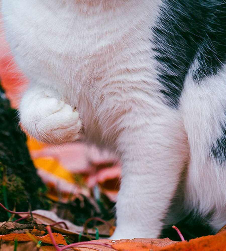 Close-up of a cat's white and black fur-covered chest and front paw, raised off the ground like it's waving to a vet. The background is filled with vibrant autumn leaves in shades of orange, red, and yellow.
