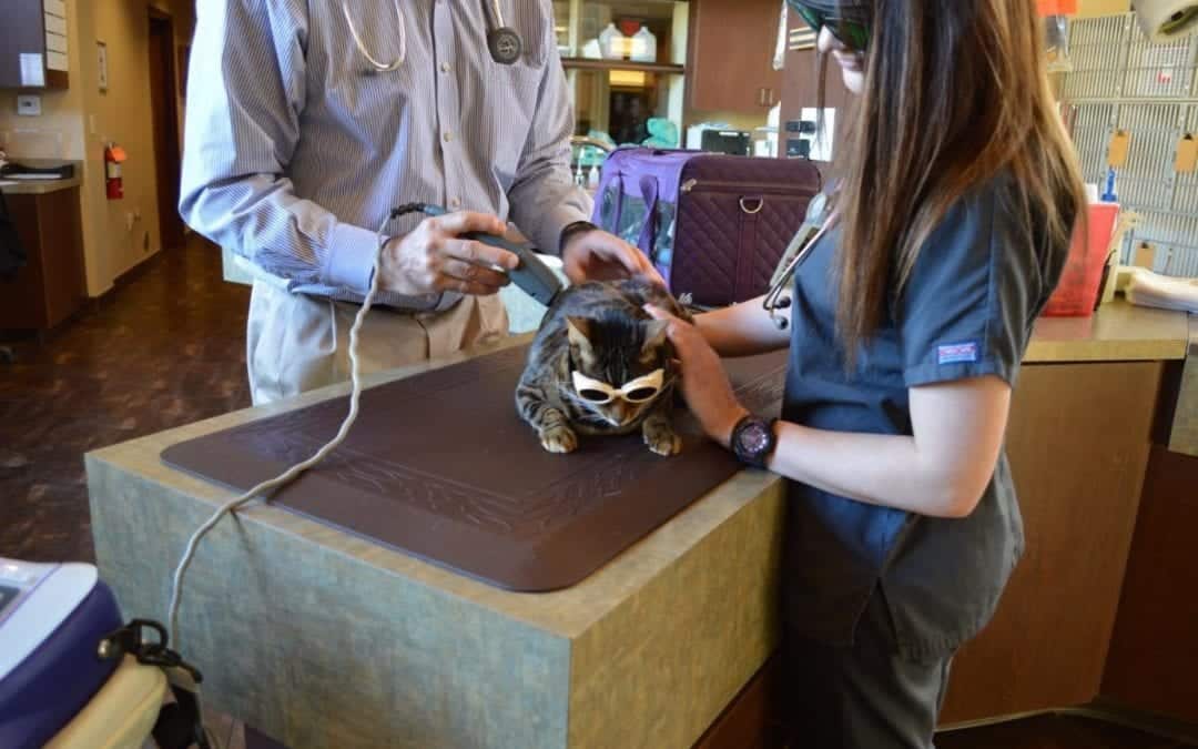 A cat wearing sunglasses sits coolly on the veterinary table as two vets in scrubs, one male and one female, tend to its needs. The male veterinarian holds a device, possibly for treatment. The scene unfolds in a bustling veterinary clinic.