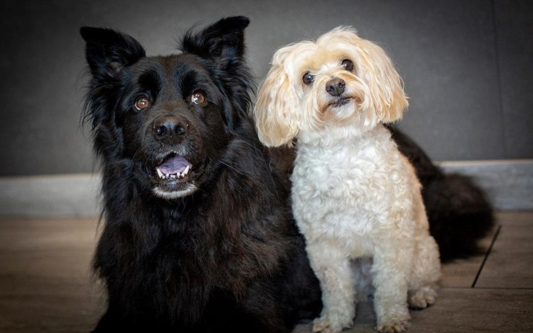 Two dogs sit side by side on a floor with a dark background. The left dog is large with fluffy black fur and perky ears, while the right is smaller with curly cream-colored fur and floppy ears—both appear ready for their next vet visit as they look toward the camera.