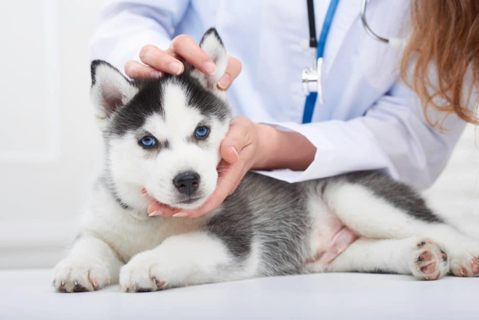 A veterinarian gently examines a husky puppy with blue eyes. The puppy is lying on a white surface, while the vet, clad in a white coat and stethoscope, holds its head and touches its back.