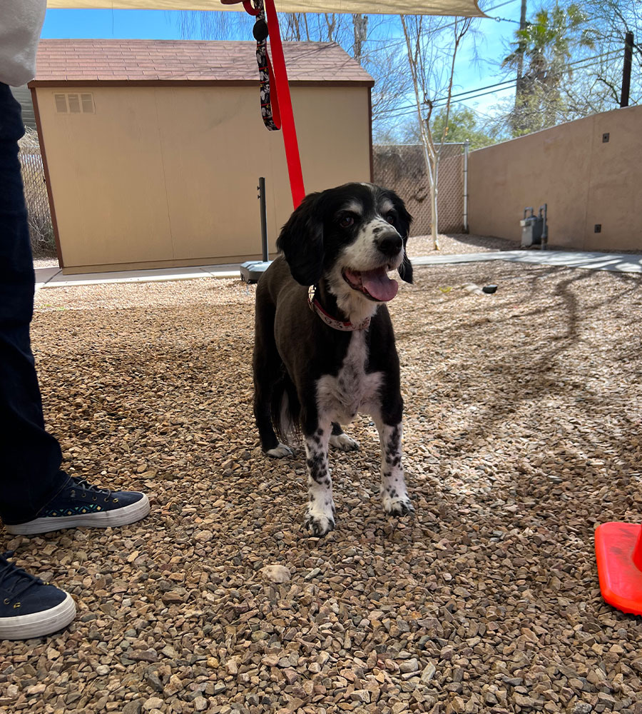A black and white dog on a leash stands on gravel beside a person in jeans and sneakers, possibly heading to the vet. A beige building and trees provide a tranquil backdrop under the clear blue sky. The dog looks cheerful and alert.