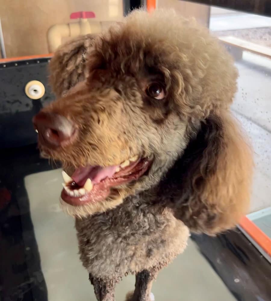A happy poodle with curly brown fur stands in a shallow tub, likely for grooming or bathing at the veterinarian's. The dog looks up, mouth open in a relaxed way, with one ear slightly raised, surrounded by a modern, tiled environment.