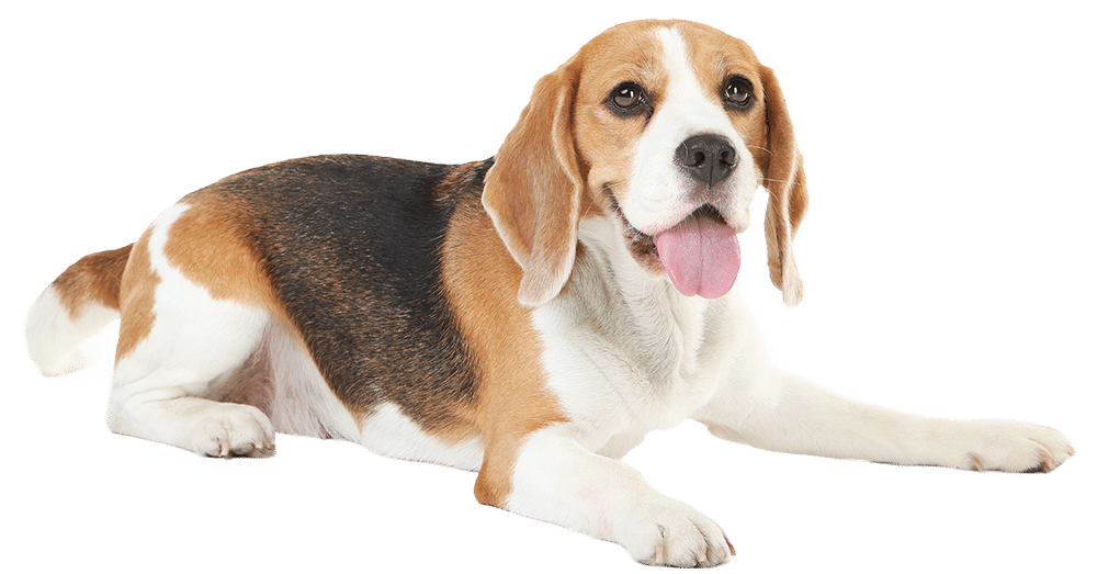 A Beagle dog lies down with its tongue out, looking forward. The tri-colored coat—black, white, and brown—shines under the watchful eye of a veterinarian, ensuring this relaxed pup remains in top health.