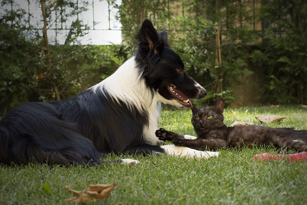 A black and white dog lies on grass with a black cat, as if they've just returned from the vet. The cat playfully touches the dog's mouth with its paw. Surrounded by green plants and trees, sunlight filters through. Both animals seem relaxed and content.