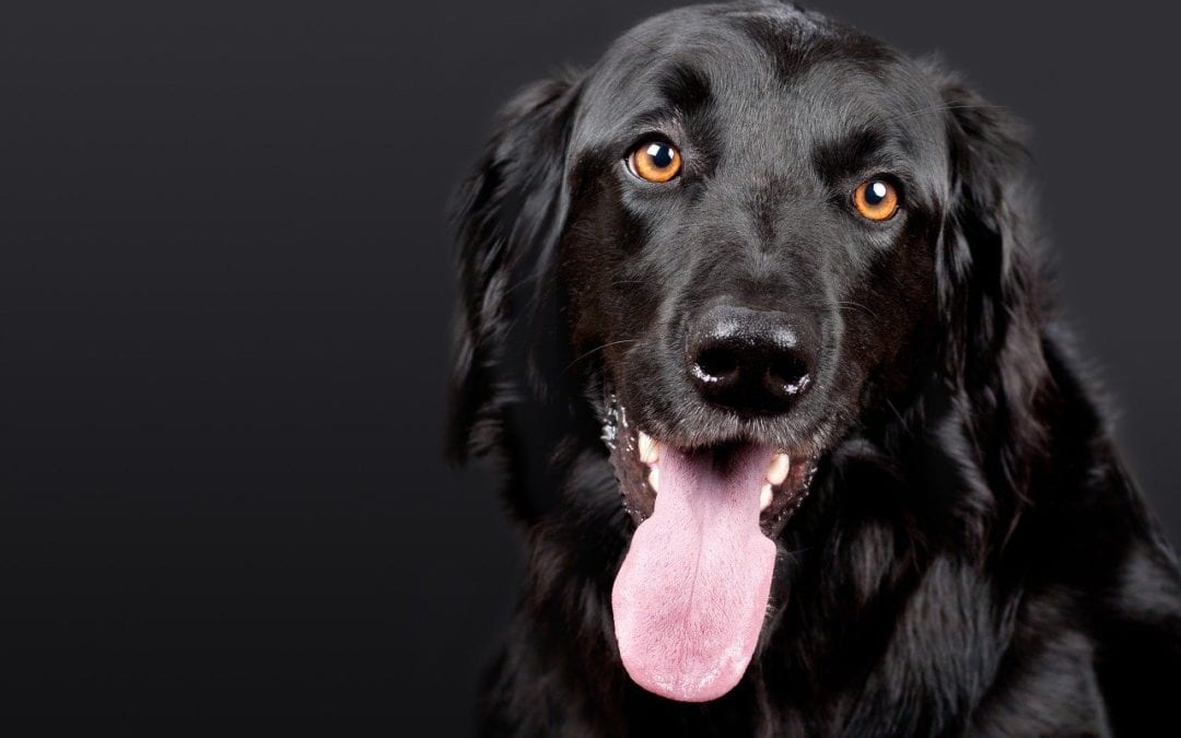 A black dog with shiny fur and bright amber eyes looks at the camera, its mouth open and tongue out, as if anticipating a visit to the vet against a dark background.