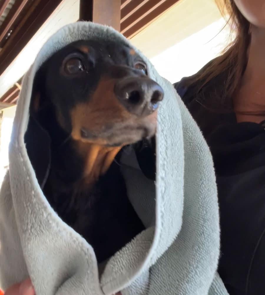 A Dachshund, freshly back from the vet, is wrapped snugly in a light blue towel and held by a person. The dog's head peeks out, giving a curious look around. In the background, part of a building with a wooden ceiling can be seen.