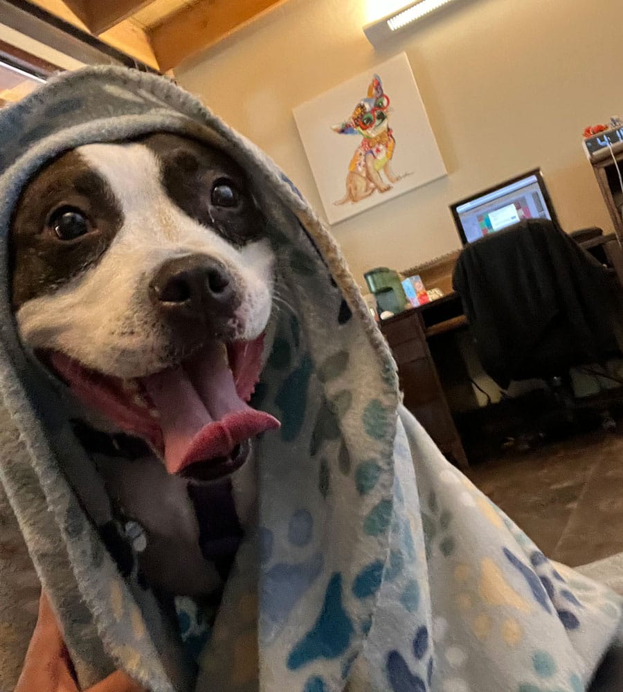 A happy dog with black and white fur, wrapped in a blue patterned blanket, sits in a room with its tongue out. Behind it is a colorful dog painting on the wall, and nearby, a desk with a computer and chair adds to the space—perhaps belonging to a dedicated veterinarian.