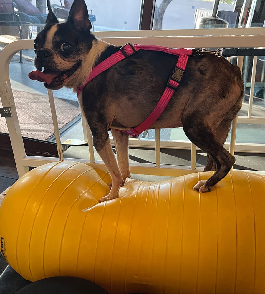 A small dog in a pink harness stands on a yellow exercise ball at the vet's office. The dog is indoors, near a window, with its tongue out and ears perked up. The playful scene suggests a cheerful training environment under the watchful eye of the veterinarian.