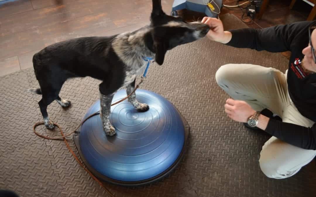 A black and white dog stands on a blue balance trainer while a person, possibly a veterinarian, kneels on the right offering a treat. The leashed pup appears focused in the room adorned with wooden floors and a textured mat.