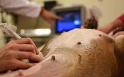 A veterinarian performs an ultrasound on a dog's abdomen. The dog is lying on its back, and one vet holds the ultrasound probe, while another points at the screen displaying the results. The focus is on the dog's midsection and the advanced veterinary equipment in use.