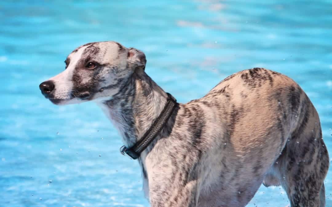 A brindle-colored dog with a collar playfully stands in a clear, blue swimming pool, showcasing its mix of cream, gray, and brown coat as water droplets splash around. The owner will surely receive compliments from the veterinarian about this healthy pup's love for aquatic adventures.