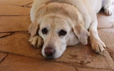 A Labrador retriever with a light cream coat lies down on a stone-tiled floor, gazing upward with large, expressive eyes. Its ears flopped to the sides and paws tucked under its chin, it resembles the calm demeanor it shows during a vet visit.