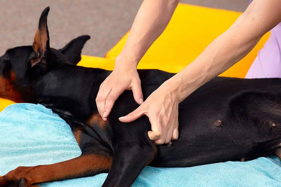 A person giving a massage to a relaxed Doberman lying on a turquoise towel and a yellow mat. The dog is facing away, showing a calm expression. The setting appears to be indoors.
