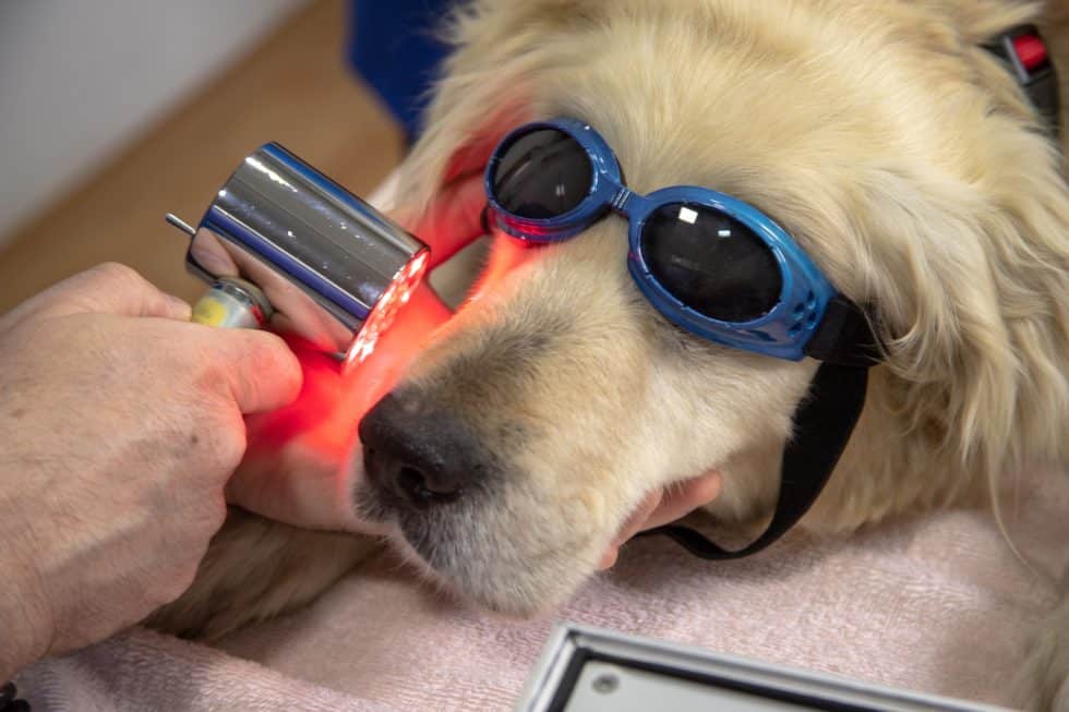 A Golden Retriever wearing blue goggles receives laser therapy from a veterinarian. A person holds a device emitting red light towards the dog's face as it rests on a pink towel during the procedure.