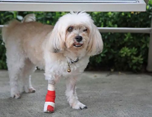 Common Injuries in Dogs and How Rehab Can Help