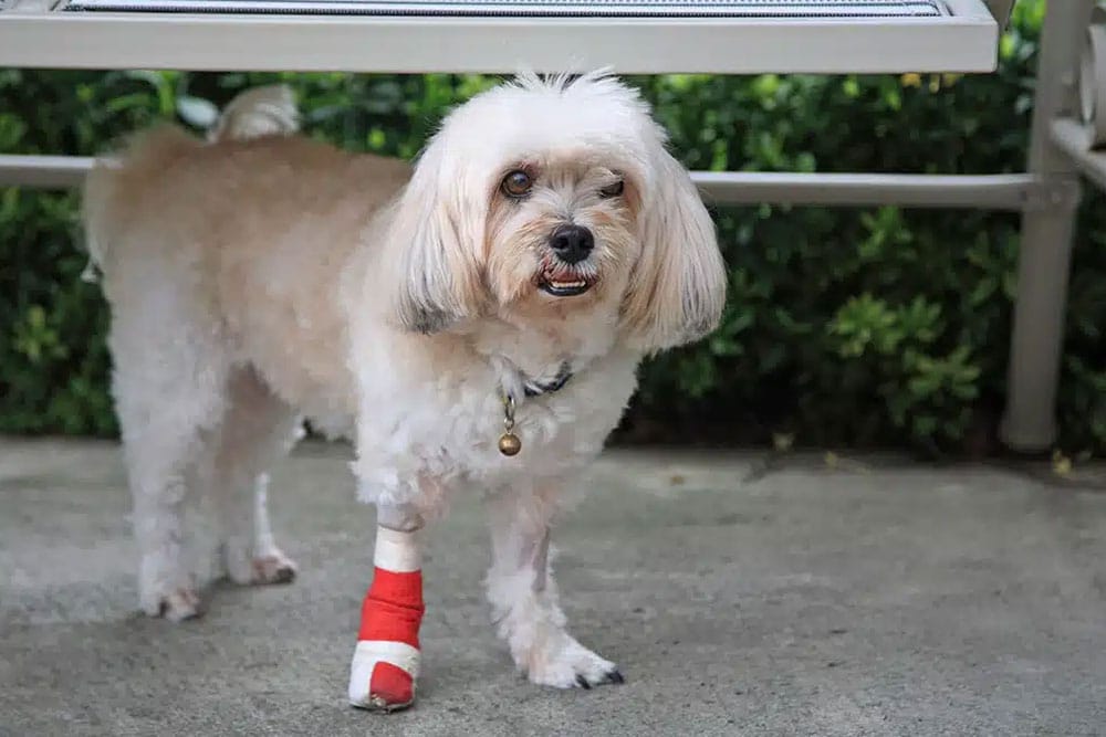 A small, fluffy dog with light brown and white fur stands with one paw wrapped in a red bandage. The dog wears a collar with a bell, and the background features a bench and green foliage.