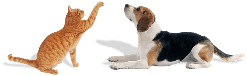 An orange tabby cat playfully reaches out with its paw towards a black, white, and brown beagle dog lying down, both of them looking back as if seeking the vet's attention. The background is a clean white.