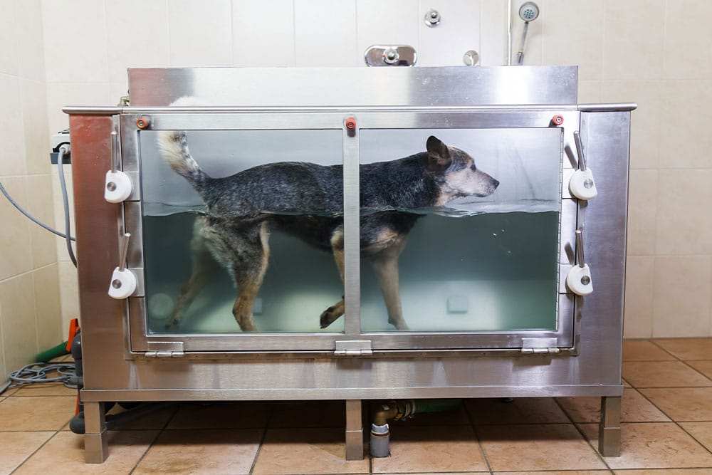 A dog walks in a transparent tank filled with water, receiving hydrotherapy in a veterinary clinic. The room has tiled walls and floor, with pipes and equipment visible around the tank.