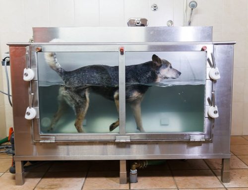 Hydrotherapy for Dogs: How Water Can Speed Up Healing