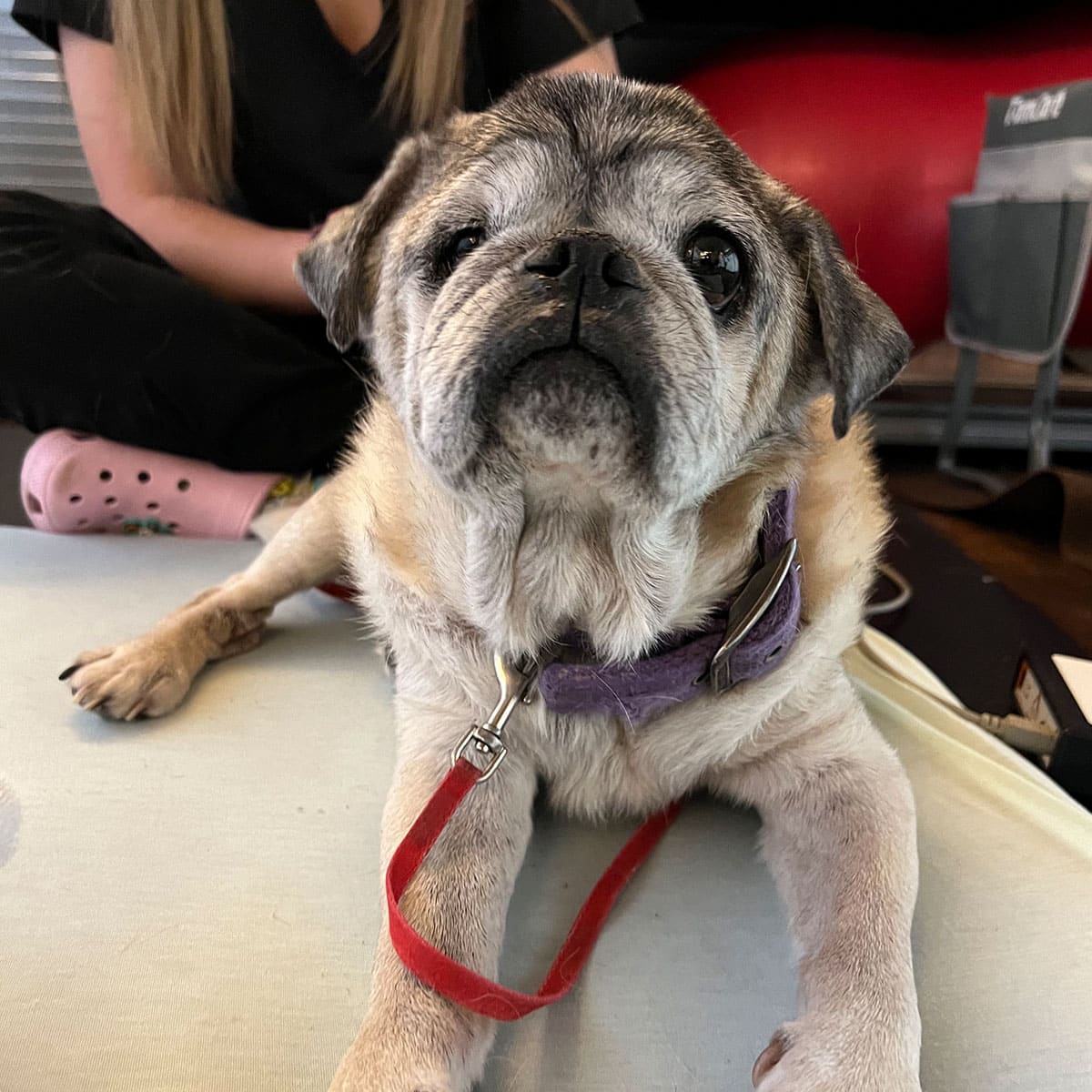 An elderly pug with a gray muzzle and a purple collar lies on a surface, looking up. A red leash is attached to the collar. In the background, a veterinarian in black pants and pink Crocs sits, partially visible.