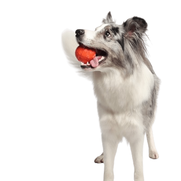 A fluffy dog with black and white fur is standing, proudly holding an orange ball in its mouth. Its ears are perked up, and it's looking up with its tongue partially out. This playful scene could brighten any vet's day against a plain white background.