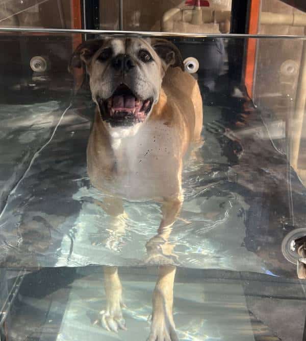 A dog with brown and white fur is in a transparent water tank, possibly undergoing hydrotherapy at the vet. Its front legs are submerged, and it looks up with a happy expression.