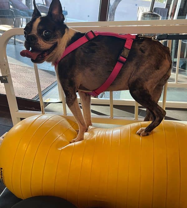 A small black and white dog sporting a pink harness stands confidently on a yellow exercise ball in an indoor setting, resembling a joyful gymnast. With its tongue playfully out, it glances back happily. Large windows frame the scene, perhaps anticipating praise from its vet for this balanced feat.