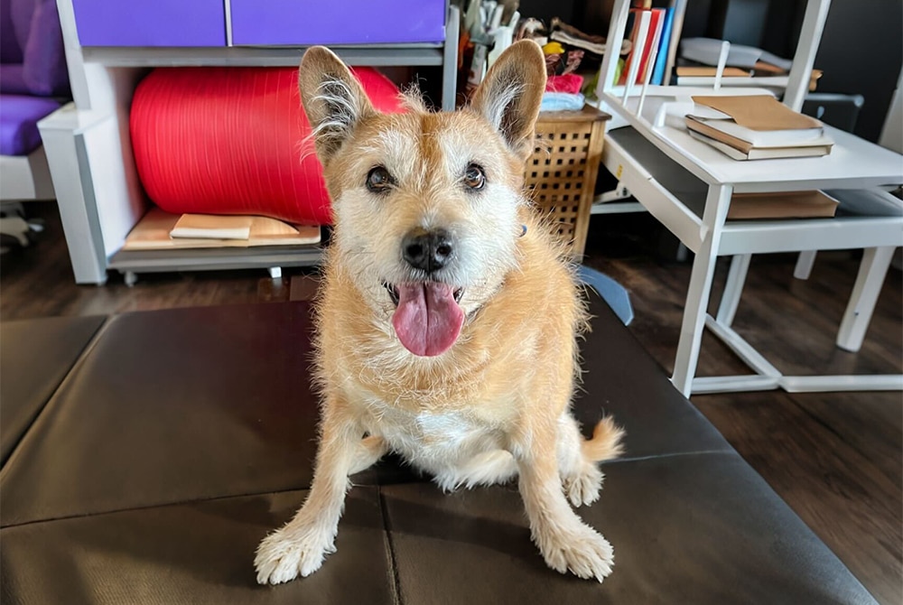 A happy, scruffy brown and white dog with pointy ears sits on a dark surface with its tongue out, ready for vet playtime. Behind the dog are shelves with books, a red exercise ball, and desk furniture. The room has a cozy, homey atmosphere.
