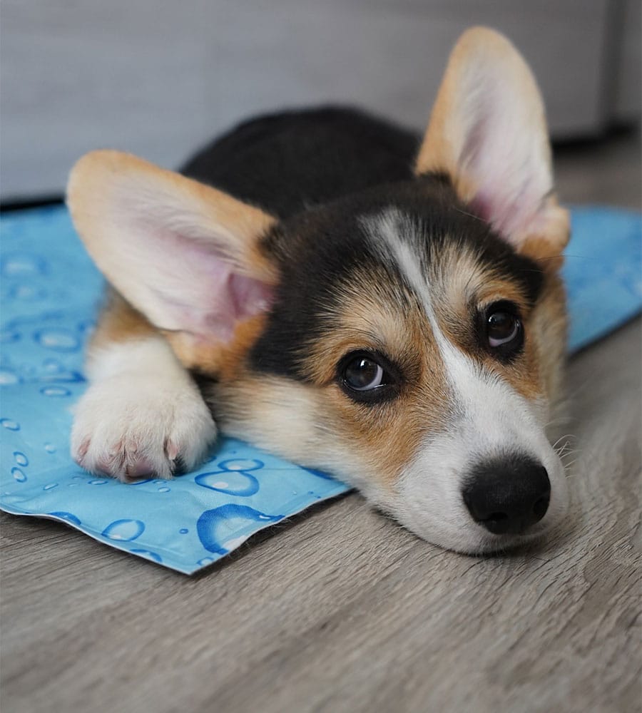 A tricolor corgi puppy with large ears lies on a blue mat adorned with circular patterns. The puppy, just back from a vet visit, appears relaxed, resting its head on its front paws on the wooden floor.