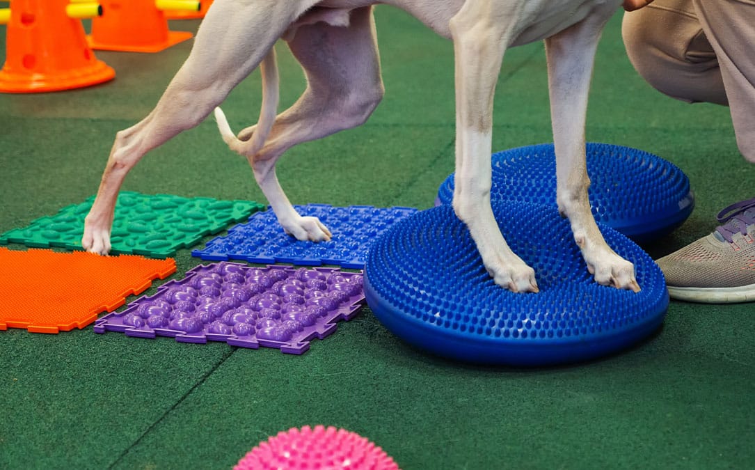 A dog stands on blue balance discs with its front paws, surrounded by textured tiles of different colors. Nearby, a veterinarian's legs are visible, while orange cones dot the green surface in the background.