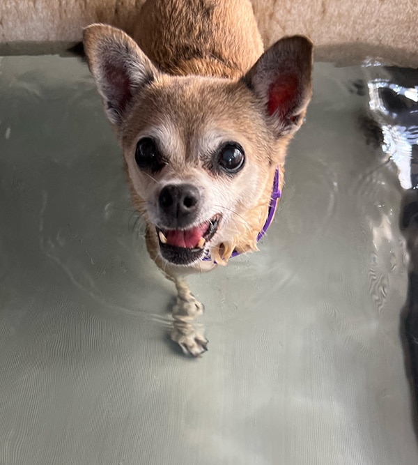 A small dog, with tan fur and large ears, stands in a shallow pool of water, looking up with a happy expression. The dog is wearing a purple collar, possibly after a joyful visit to the vet.