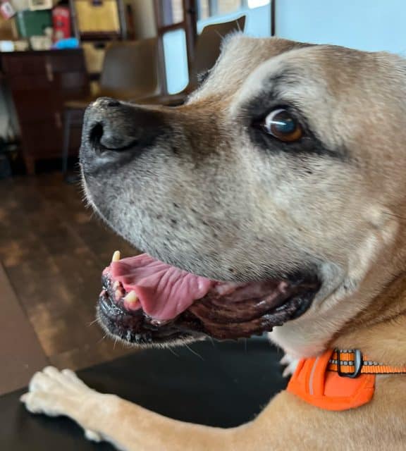 Close-up of a brown dog with a white muzzle, open mouth, and pink tongue, likely just back from the vet. The dog wears an orange collar and sits indoors on a dark surface, with a blurred background of furniture and a window.