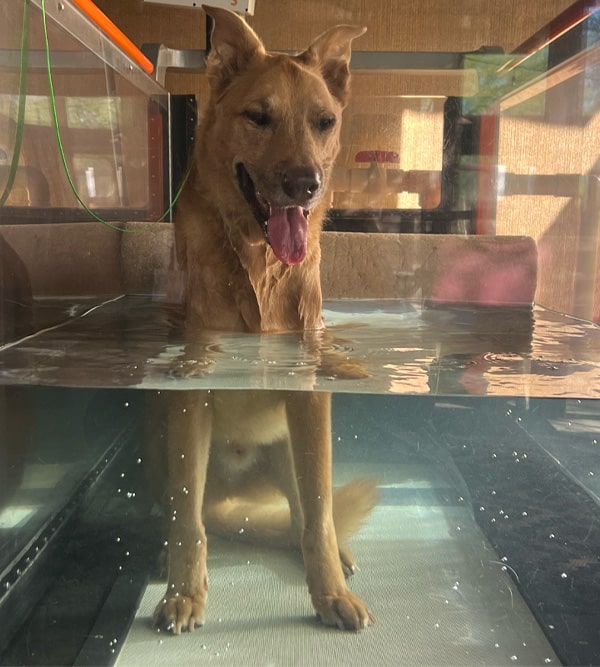 A brown dog stands in a water tank, tongue out, with a happy expression. The tank is filled halfway with water, suggesting it's part of a veterinarian's pet therapy session. Bubbles dance on the glass surface as the dog enjoys its therapeutic time.